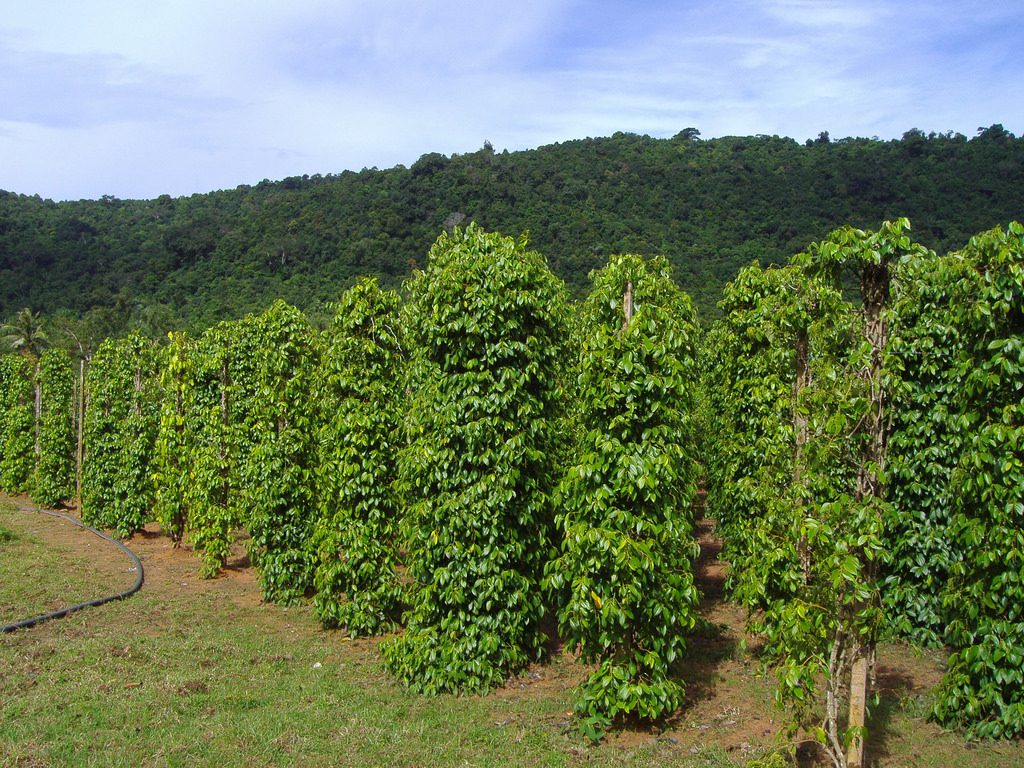vuon-tieu-phu-quoc-ivivu-1