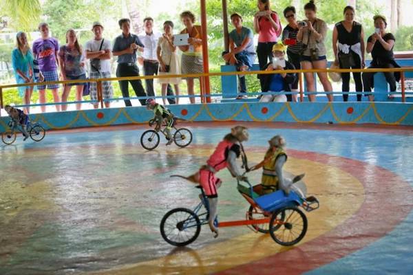 Nghệ sĩ khỉ đi xe đạp điêu luyện tại Đảo Khỉ Nha Trang
