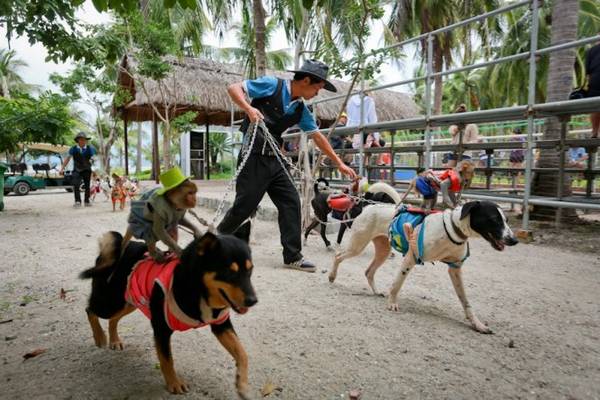 Kỵ sĩ khỉ cưỡi lưng chó đua tài tại Đảo Khỉ Nha Trang