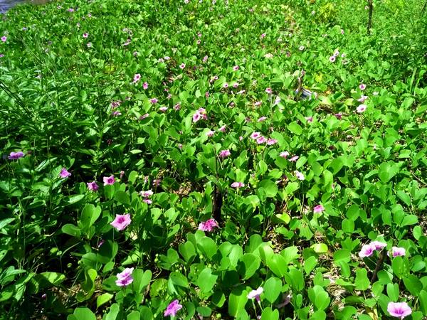 Hoa muống biển phủ đầy lối đi