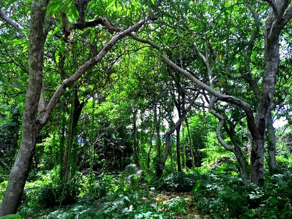 Trên hòn là một hệ thực vật phong phú với rừng cây xanh lâu năm tỏa bóng mát thành nhiều hình thù đẹp mắt, tạo cảm giác như đang lạc vào một khu rừng thực sự
