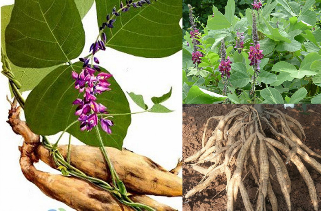 Cây sắn dùng để nấu xôi sắn Sơn La