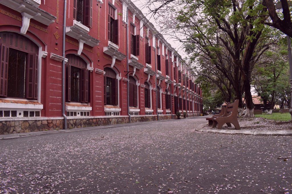 Điệp anh đào Huế nở rộ tại THPT Chuyên Quốc học Huế
