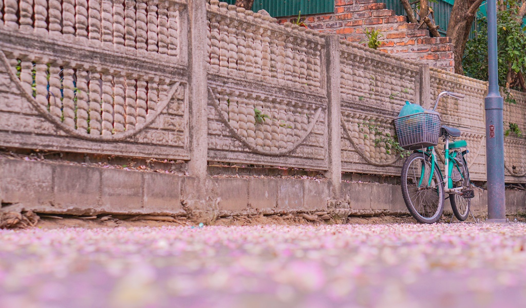 Mẹo chụp ảnh điệp anh đào Huế đẹp nhất
