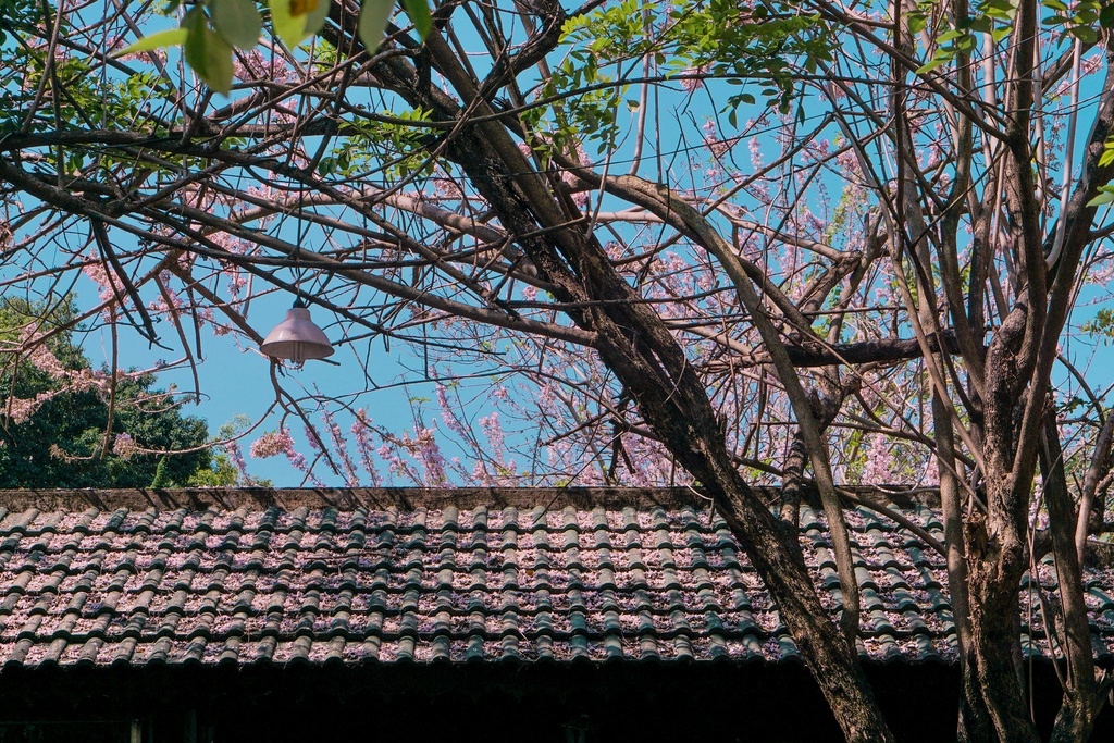 Điệp anh đào Huế dọc đường Lê Lợi ven sông Hương