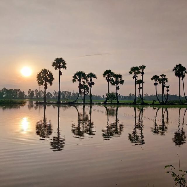 Hàng cây thốt nốt ở xứ sở thốt nốt An Giang