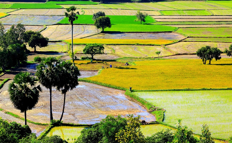 Vẻ đẹp bình yên của xứ sở thốt nốt An Giang