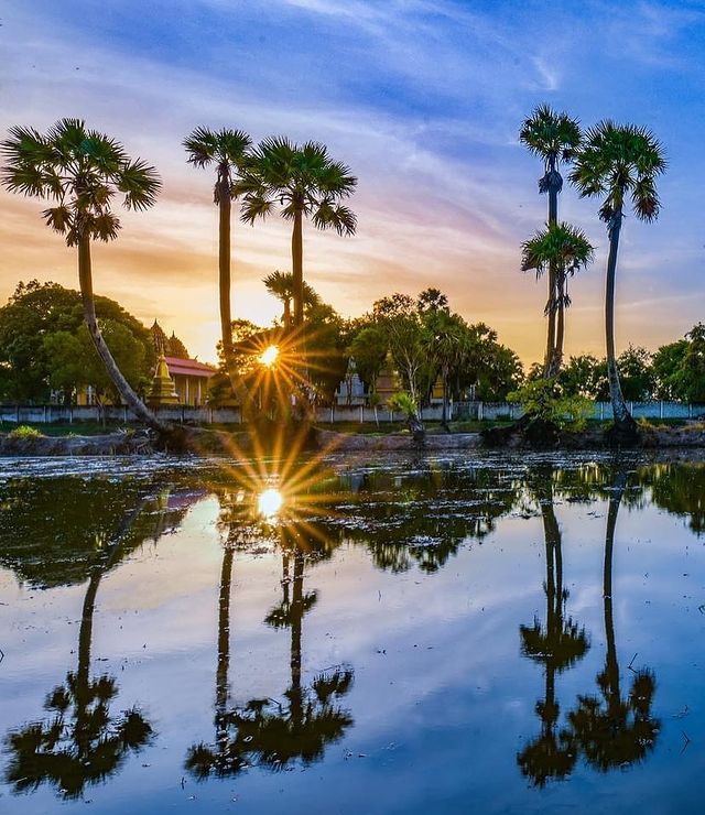 Cây thốt nốt vươn mình trong nắng tại Bảy Núi
