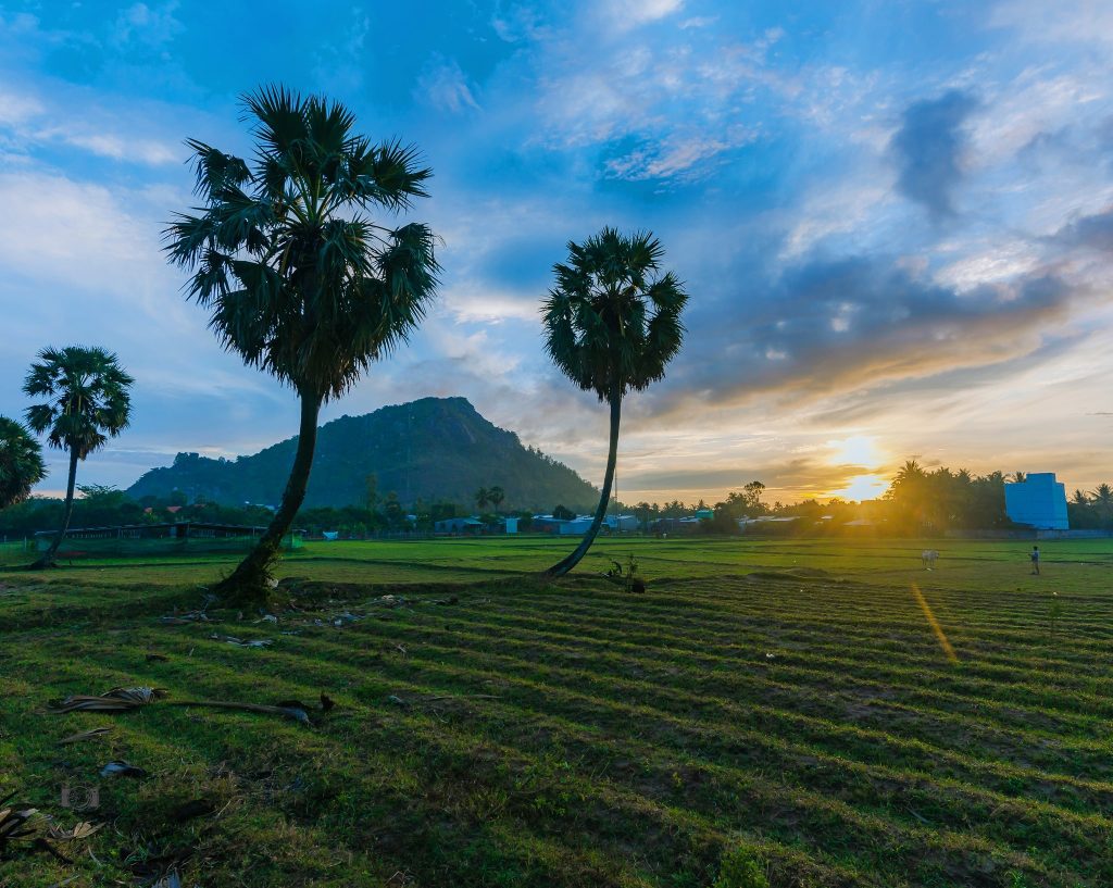 Cây thốt nốt chủ yếu mọc ở vùng An Giang