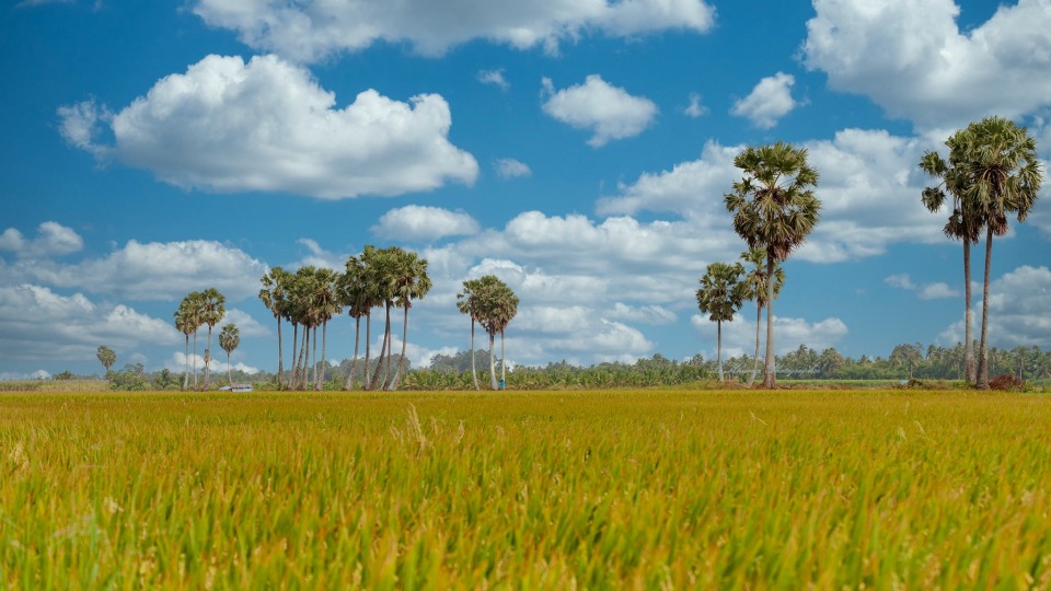 Đường thốt nốt thành phẩm từ xứ sở thốt nốt