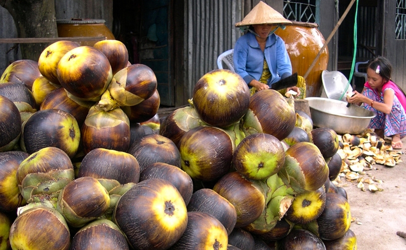 Trái thốt nốt chín ở xứ sở thốt nốt