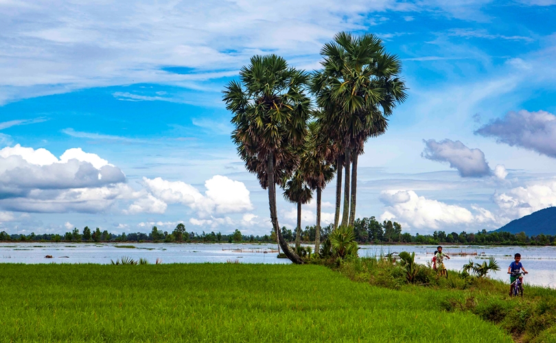 Cơm thốt nốt trắng thơm đặc sản An Giang