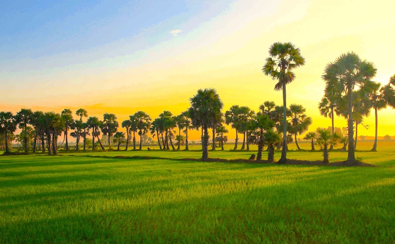 Xứ sở thốt nốt ở vùng đất thiêng Bảy Núi, An Giang