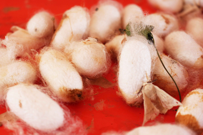 Nằm trên cao nguyên Di Linh và một phần cao nguyên Lang Biang, thị trấn Nam Ban có khí hậu và thổ nhưỡng rất thuận lợi cho cây dâu phát triển tốt và đảm bảo sức khỏe cho con tằm.
