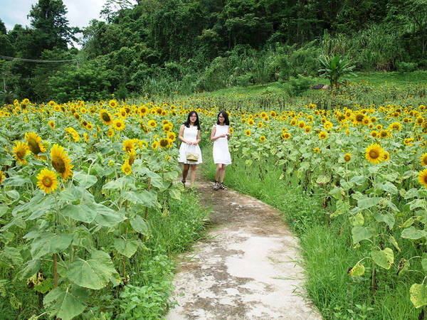 Trong vườn hoa hướng dương