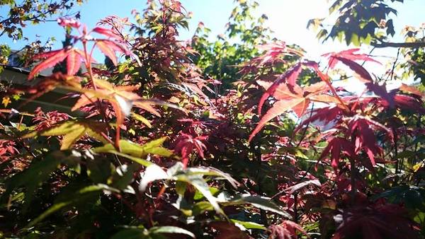 Cây phong Nhật Bản và Canada tại vườn Zen Garden Coffee Đà Lạt