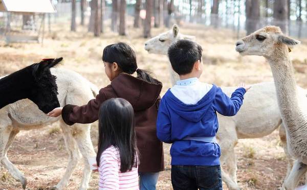 Zoodoo Đà Lạt - View đồi thông Lâm Đồng