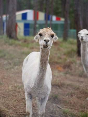 Zoodoo Đà Lạt - Alpaca và du khách