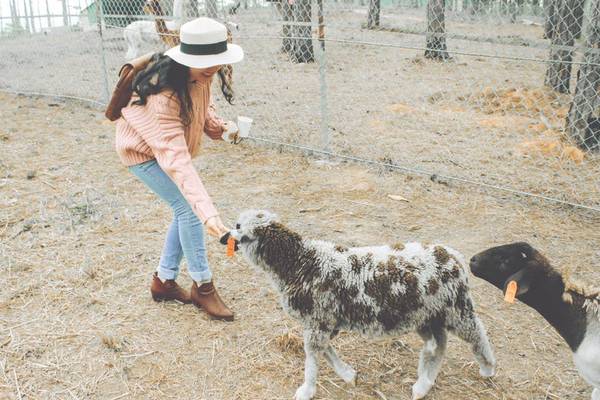 Zoodoo Đà Lạt - Kangaroo tại sở thú