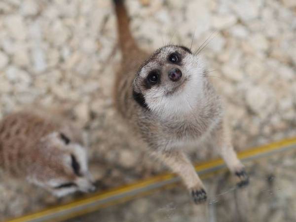 Ảnh: Zoodoo